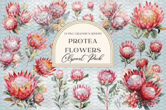 Download Watercolor Protea Flower Sublimation - Flower sublimation Collection